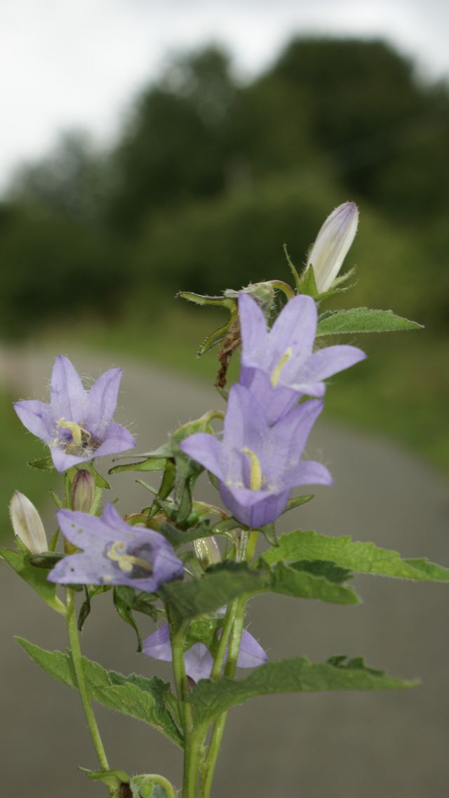 Campanula trachelium